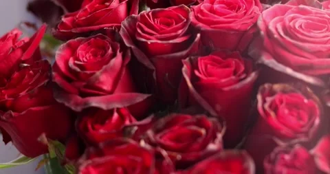 Red or pink roses background closeup. Bouquet of red roses for saint valentin Stock Footage 300365958