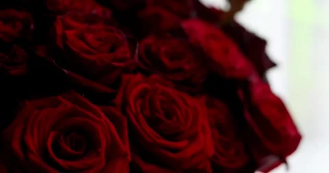 Red or pink roses background closeup. Bouquet of red roses for saint valentin Stock Footage 300365959