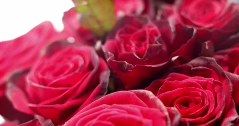 Red or pink roses background closeup. Bouquet of red roses for saint valentin Stock Footage 300365983