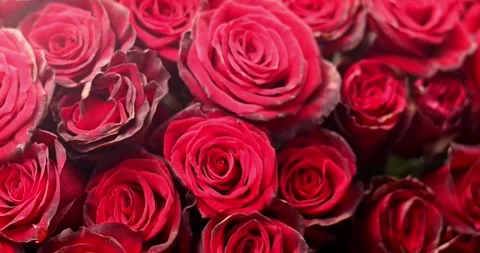 Red or pink roses background closeup. Bouquet of red roses for saint valentin Stock Footage 300365997