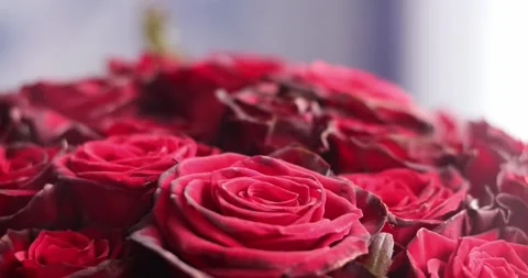 Red or pink roses background closeup. Bouquet of red roses for saint valentin Stock Footage 300366272