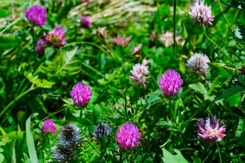 Red or violet meadow clover on a meadow. Healing herbs. Stock Photos