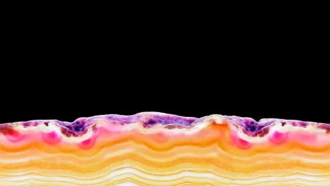 Red orange agate slice striped mineral isolated on black, abstract background Stock Photos