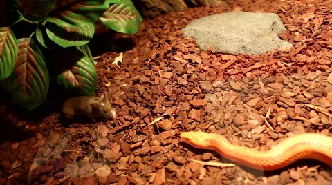 Red / Orange albino Snake eats a white mouse Video stock 58667161