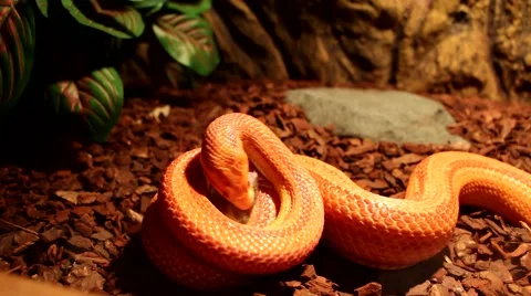 Red / Orange albino Snake eats a white mouse Stock Footage 58667559