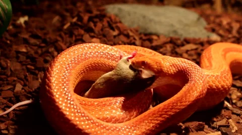 Red / Orange albino Snake eats a white mouse Stock Footage 58667976
