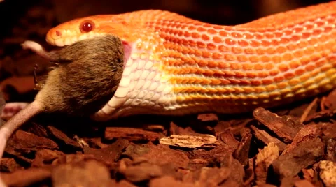 Red / Orange albino Snake eats a white mouse Stock Footage