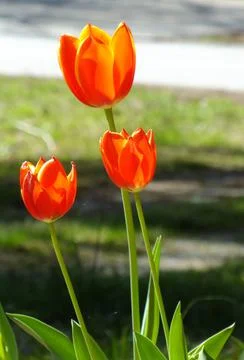 Red orange and yellow variegated tulips Stock Photos