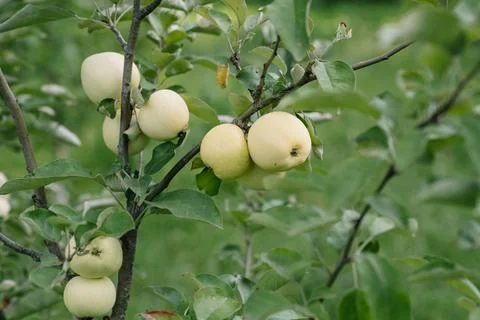 Red-orange apple on the apple tree which is ready for picking Stock Photos
