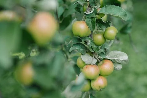 Red-orange apple on the apple tree which is ready for picking Stock Photos