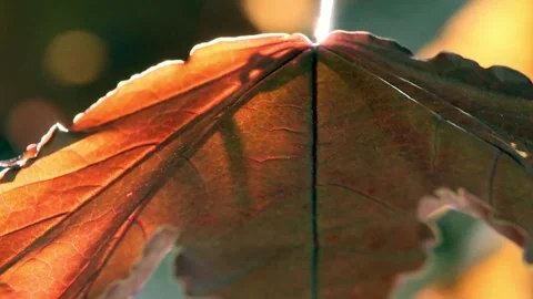 Red orange color large leaf swaying on the wind Stock Footage 320999971