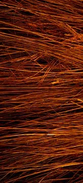 Red orange color of sharp needle-like structure of coconut fiber Stock Photos