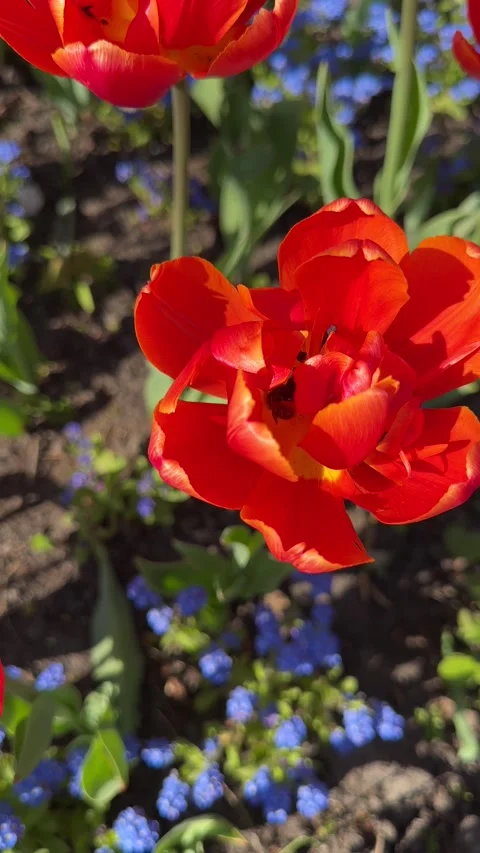 Red orange double tulips spring garden Stock Footage 333917209