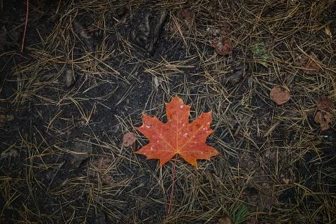 The red-orange fallen maple leaf lies on dark ground with pine needles in the Foto stock