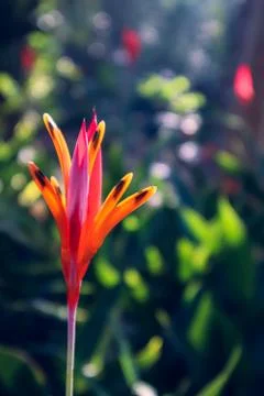 Red Orange False Bird of Paradize Flower with Bokeh Background Stock Photos