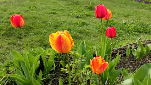 Red, orange heads of tulips, flowers on a background of green grass, close-up Stock Footage 190875821