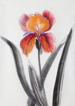 Red orange iris Stock Illustration