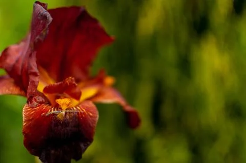 Red-orange Iris. Photos