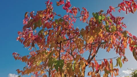 Red-orange leaves of cherry tree on sunny autumn day developing in wind. 스톡 동영상 218247538