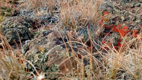 Red orange lichen macro Summit Steens Mountain Near Malhuer Wildlife Refuge 17 Stock Footage 81853811