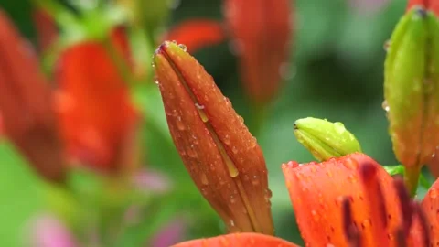 Red orange lily in raindrops. 動画素材 131403157