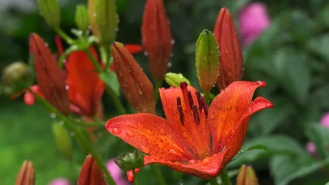 Red orange lily in raindrops. Video stock 131403177