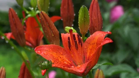Red orange lily in raindrops. Video stock 131403205