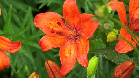 Red orange lily in raindrops. Video stock 131403237