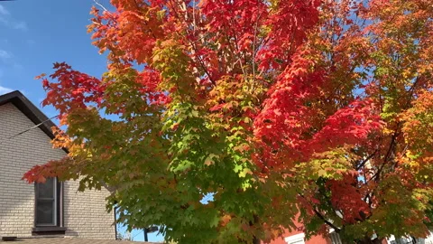 Red Orange Maple Tree Leaves, Bright Fall Autumn Foliage Sunlight Landscape Video stock 151910616