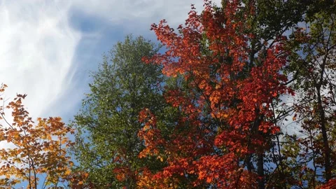 Red orange maple tree leaves flutter in the autumn wind. Beautiful zoom in. Stock Footage 163294379