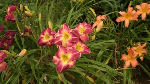Red orange perennials Stock Footage 111016417