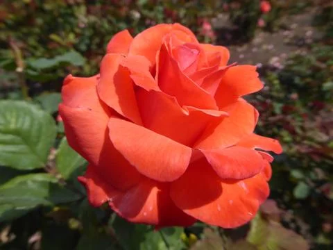 Red-Orange Rose Foto stock