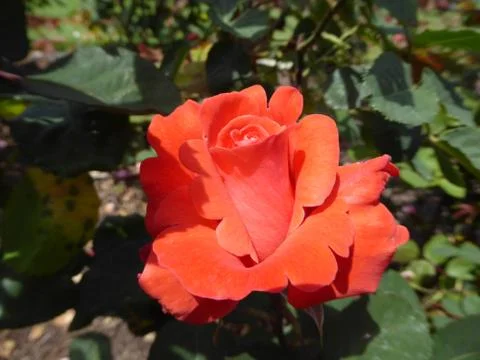 Red-Orange Rose Stock Photos