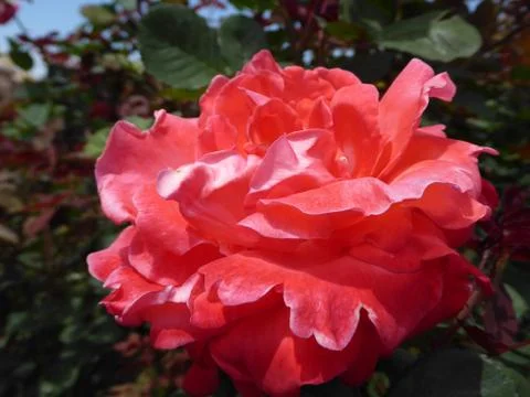 Red-Orange Rose Stock Photos