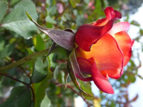 Red-Orange Rose Foto stock