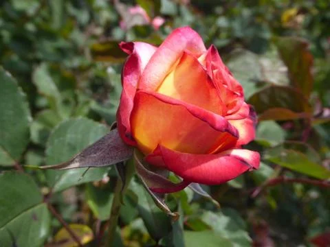 Red-Orange Rose Stock Photos