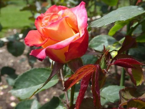 Red-Orange Rose Stock Photos