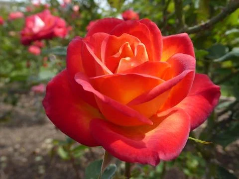 Red-Orange Rose Stock Photos