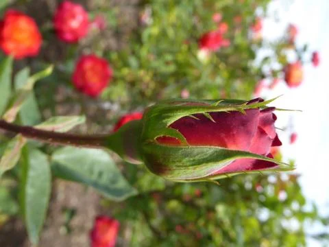 Red-Orange Rose Foto stock