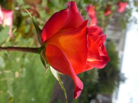 Red-Orange Rose Foto stock