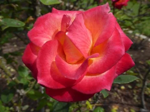 Red-Orange Rose Foto stock