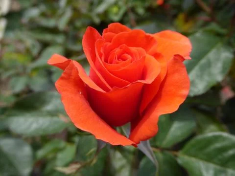Red-Orange Rose Stock Photos