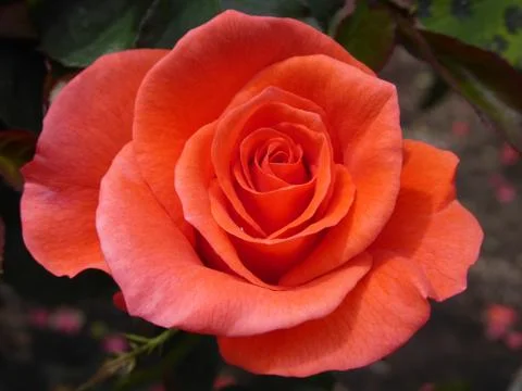 Red-Orange Rose Stock-Fotos