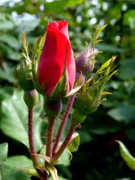 Red-Orange Rose Foto stock