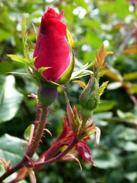 Red-Orange Rose Foto stock