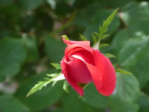 Red-Orange Rose Foto stock