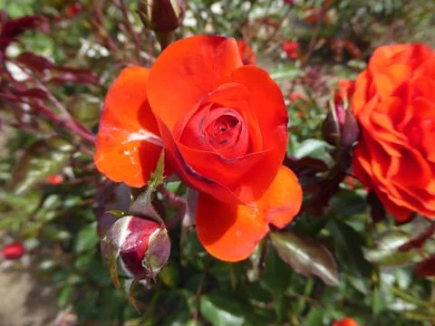 Red-Orange Rose Foto stock