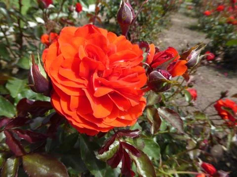 Red-Orange Rose Stock Photos