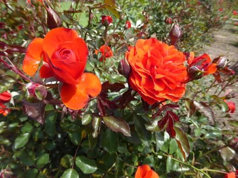 Red-Orange Rose Foto stock