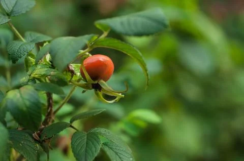 Red-orange rosehip on a green background Stock Photos